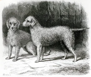 Bedlington Terriers: 